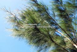 Casuarina equisetifolia