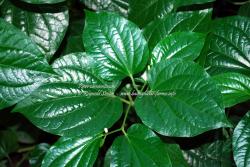 Native wild edible : Piper sarmentosum