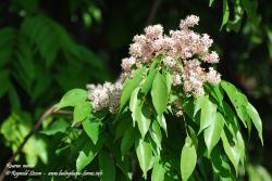 Native wild edible :  Rourea minor