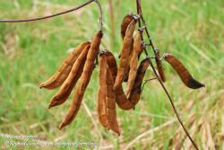 Mucuna pruriens var. pruriens