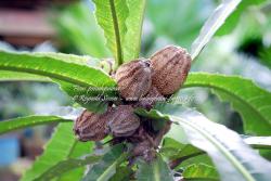 Native wild edible :  Ficus pseudopalma