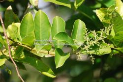 Native wild edible : Embelia philippinensis