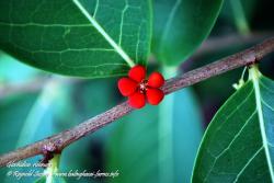 Glochidion rubrum