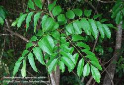 Canarium asperum ssp. asperum var. asperum